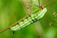 Macroglossum stellatarum