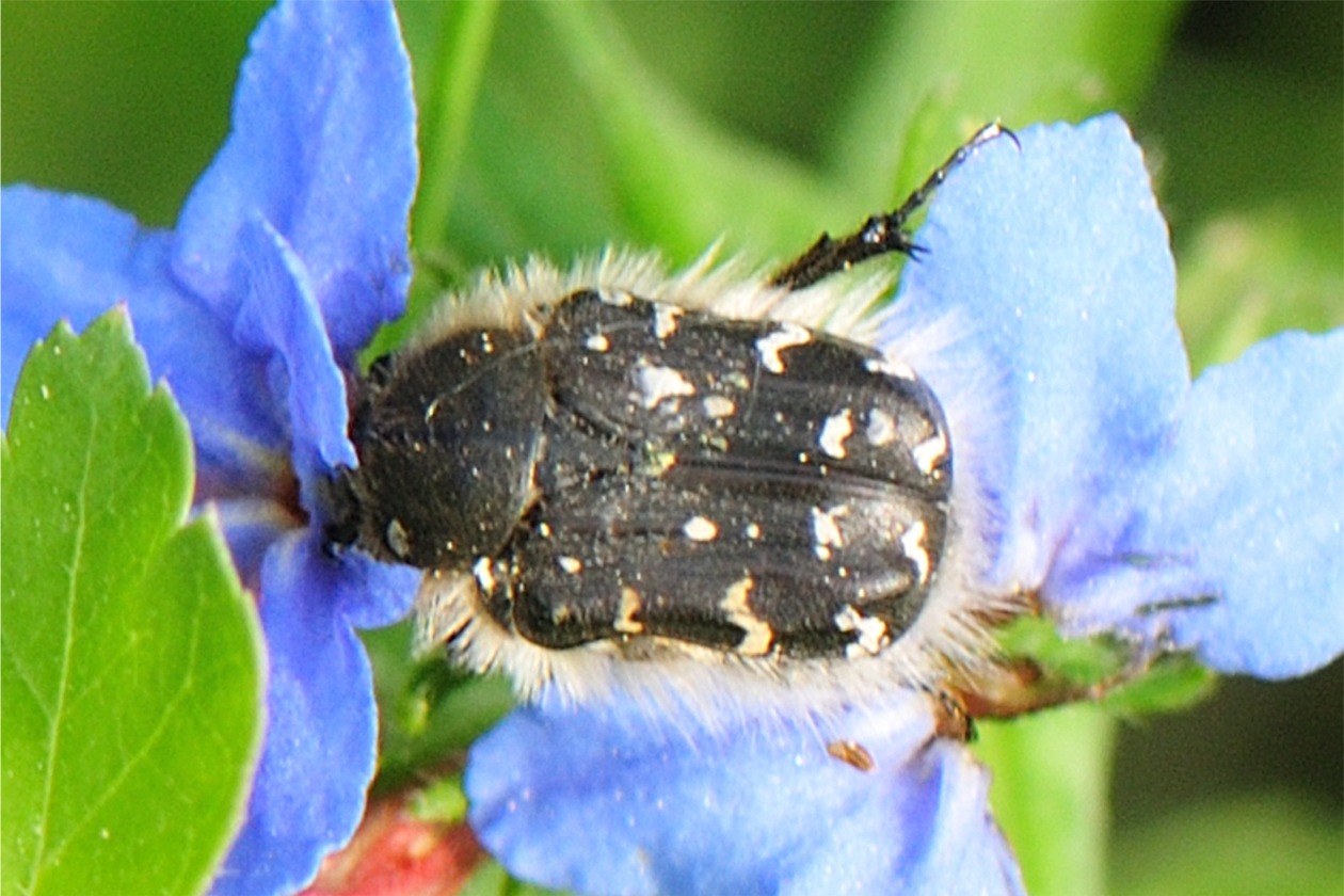 Tropinota hirta