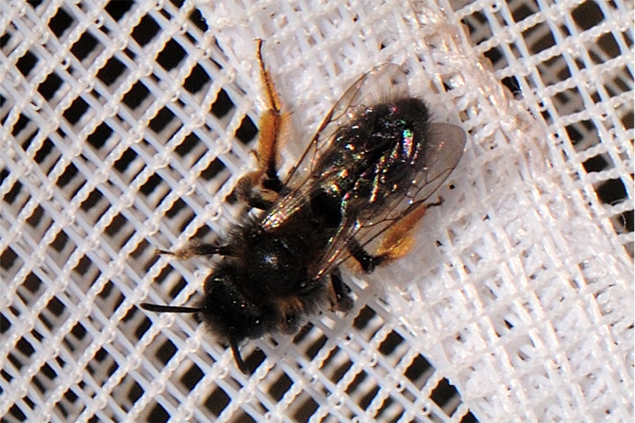 Andrena bicolor