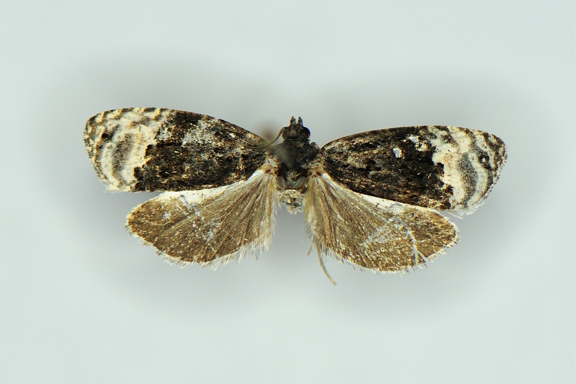 Apotomis betuletana