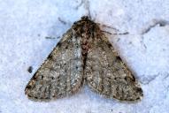 Phigalia pilosaria(♂)