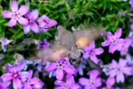 Macroglossum stellatarum