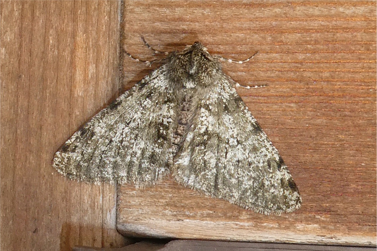 Phigalia pilosaria(♂)