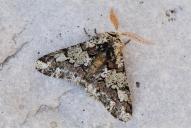 Biston strataria