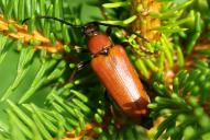 Stictoleptura (Corymbia) rubra