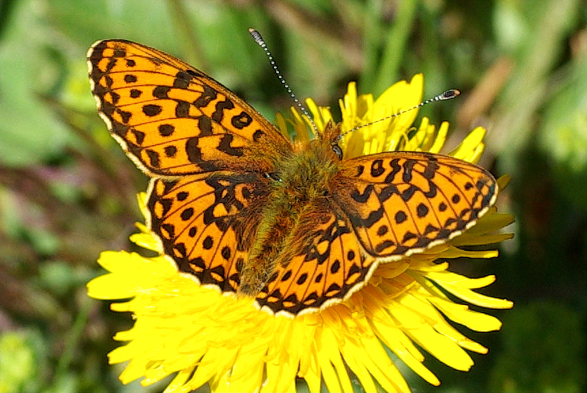 Boloria euphrosyne