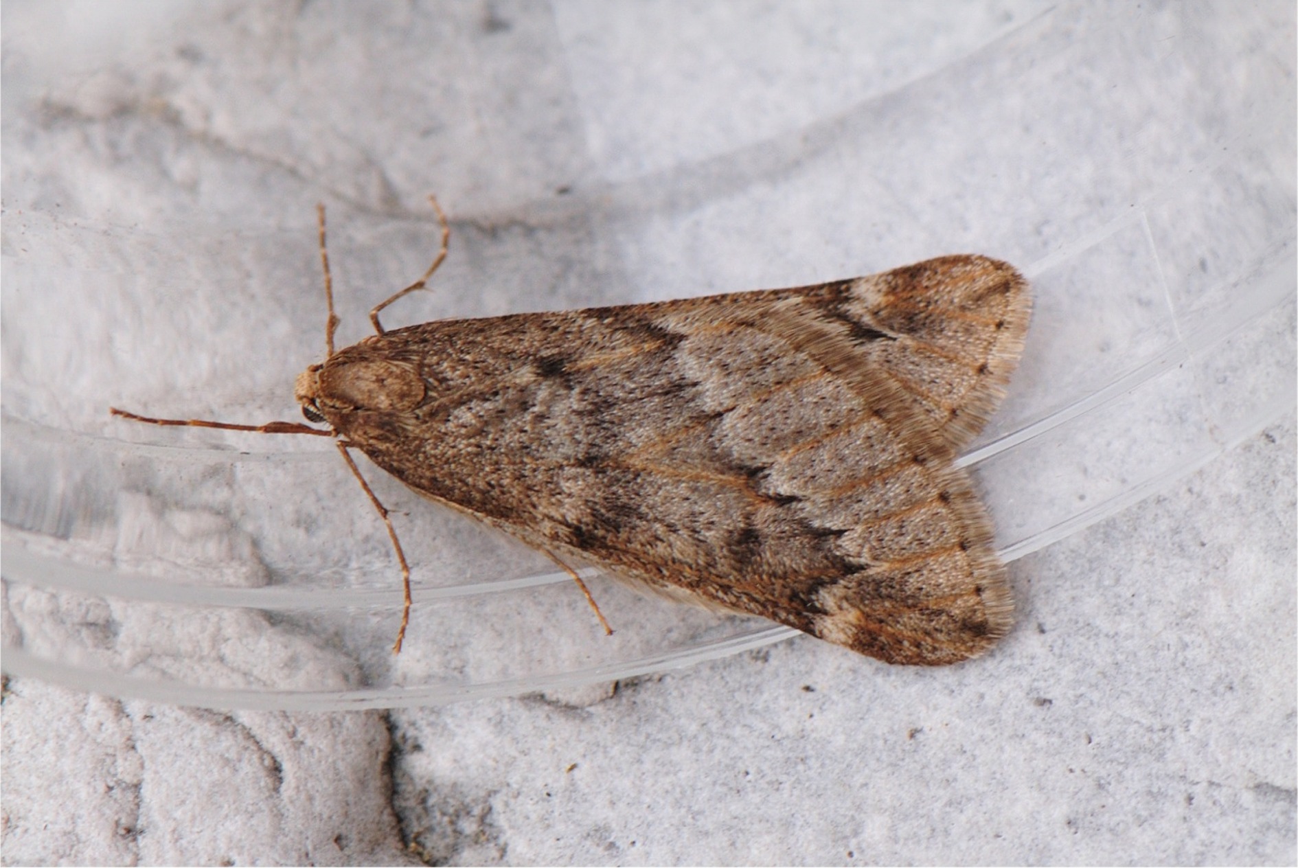 Alsophila aescularia(♂)