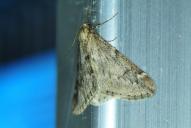 Alsophila aescularia(♂)