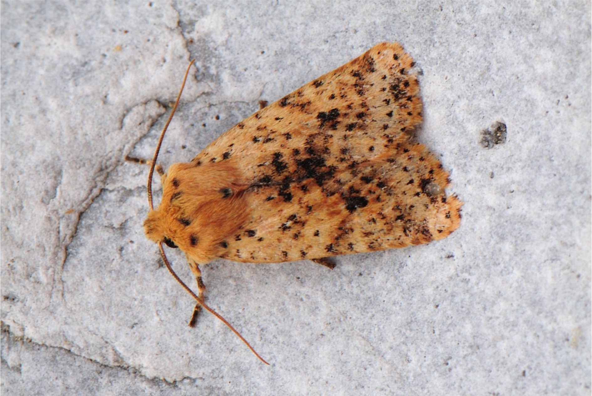 Conistra rubiginea