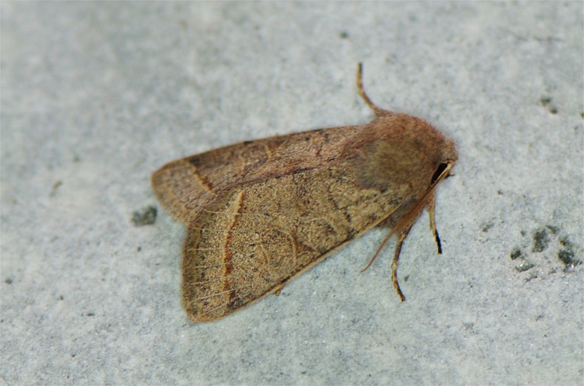 Orthosia cerasi