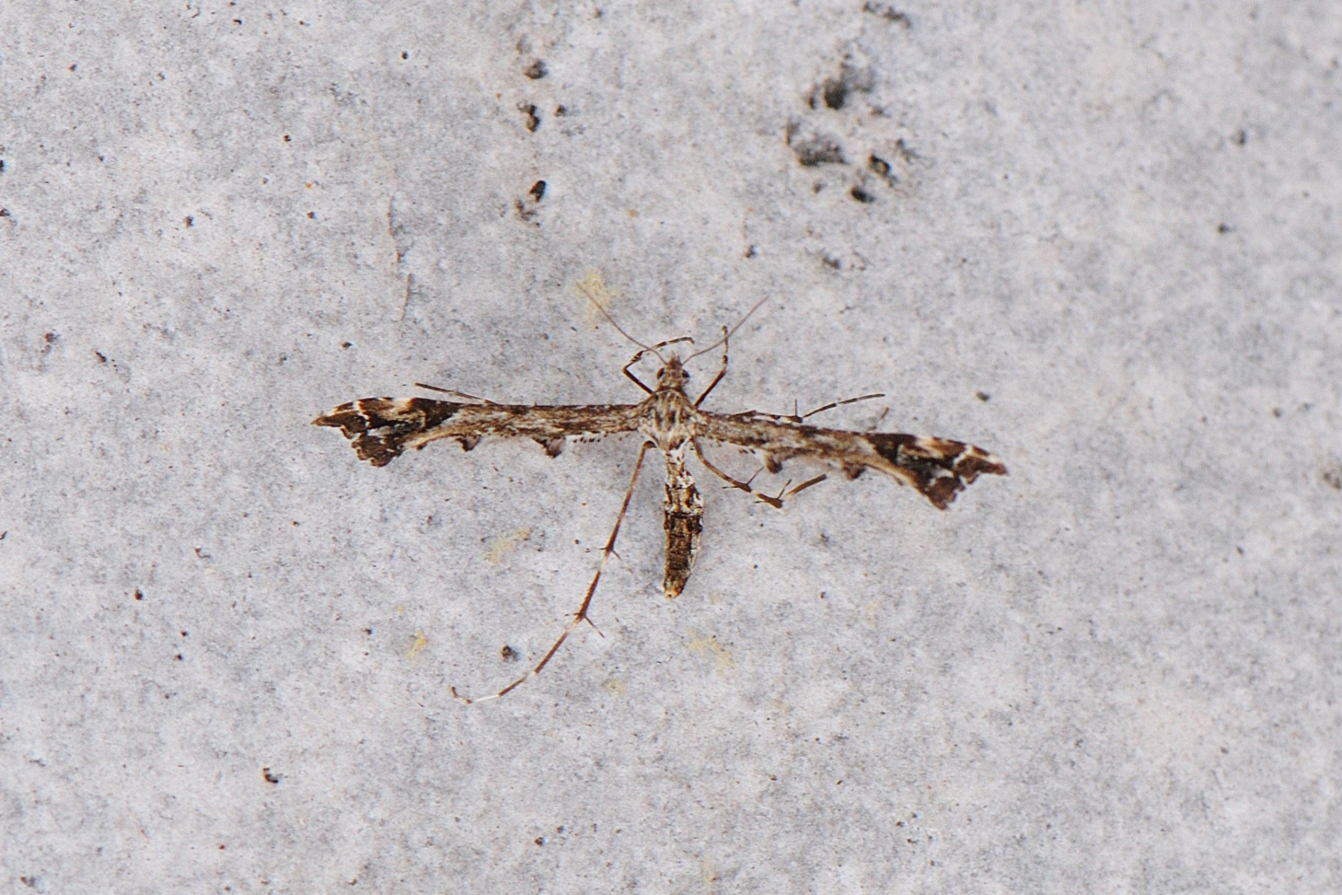 Amblyptilia punctidactyla