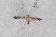 Amblyptilia punctidactyla