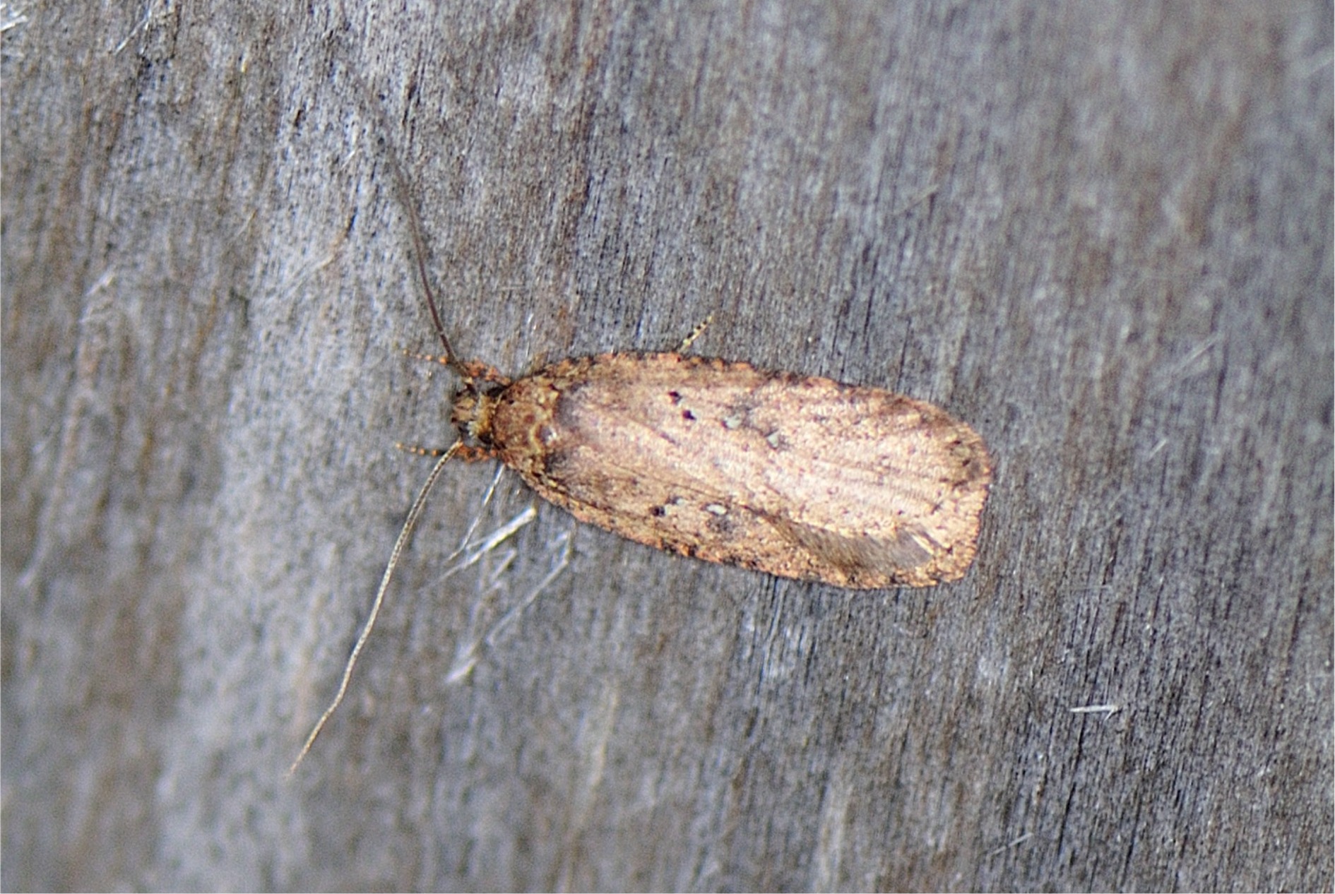 Agonopterix heracliana