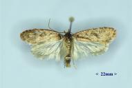 Agonopterix heracliana