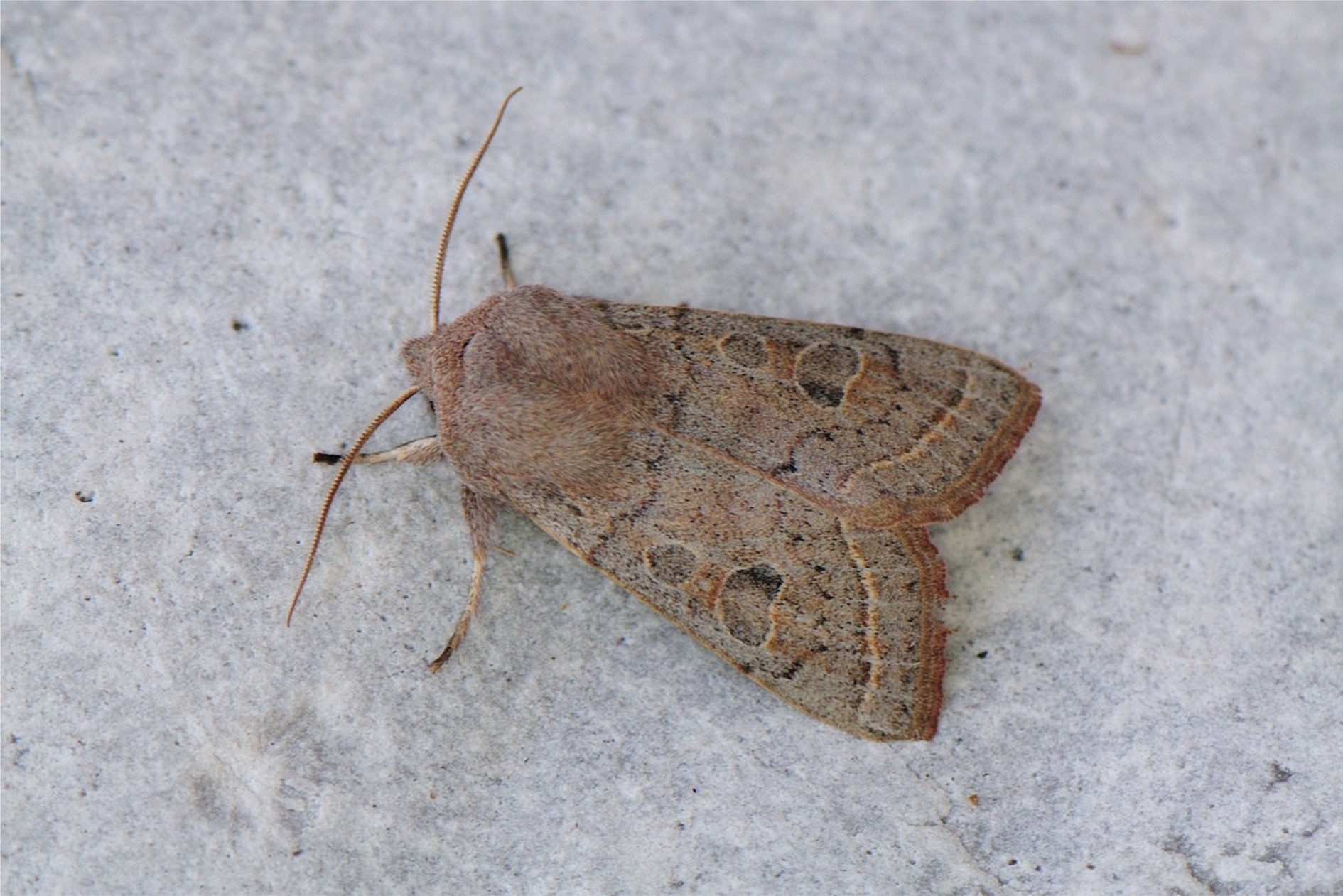 Orthosia gracilis