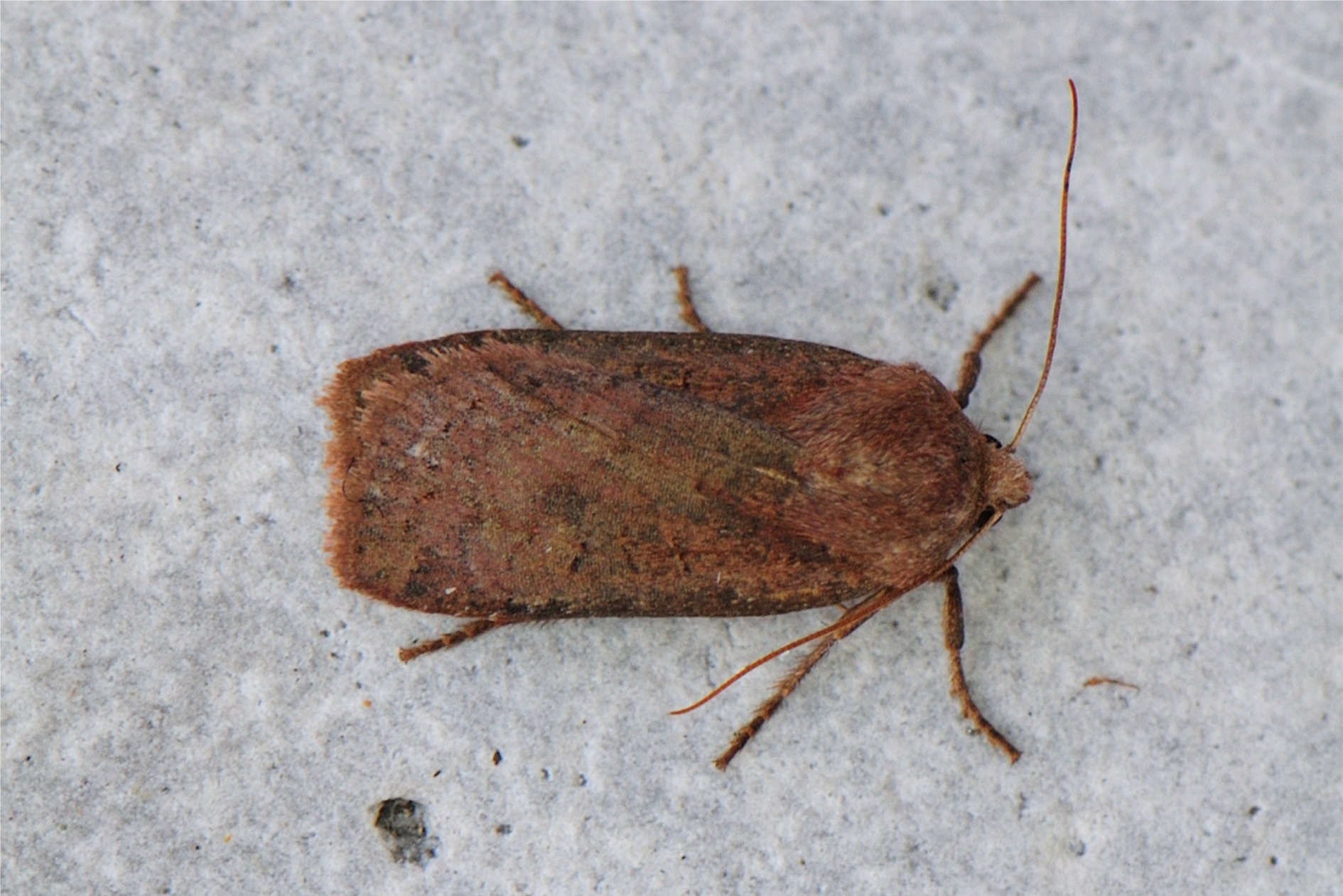 Conistra ligula