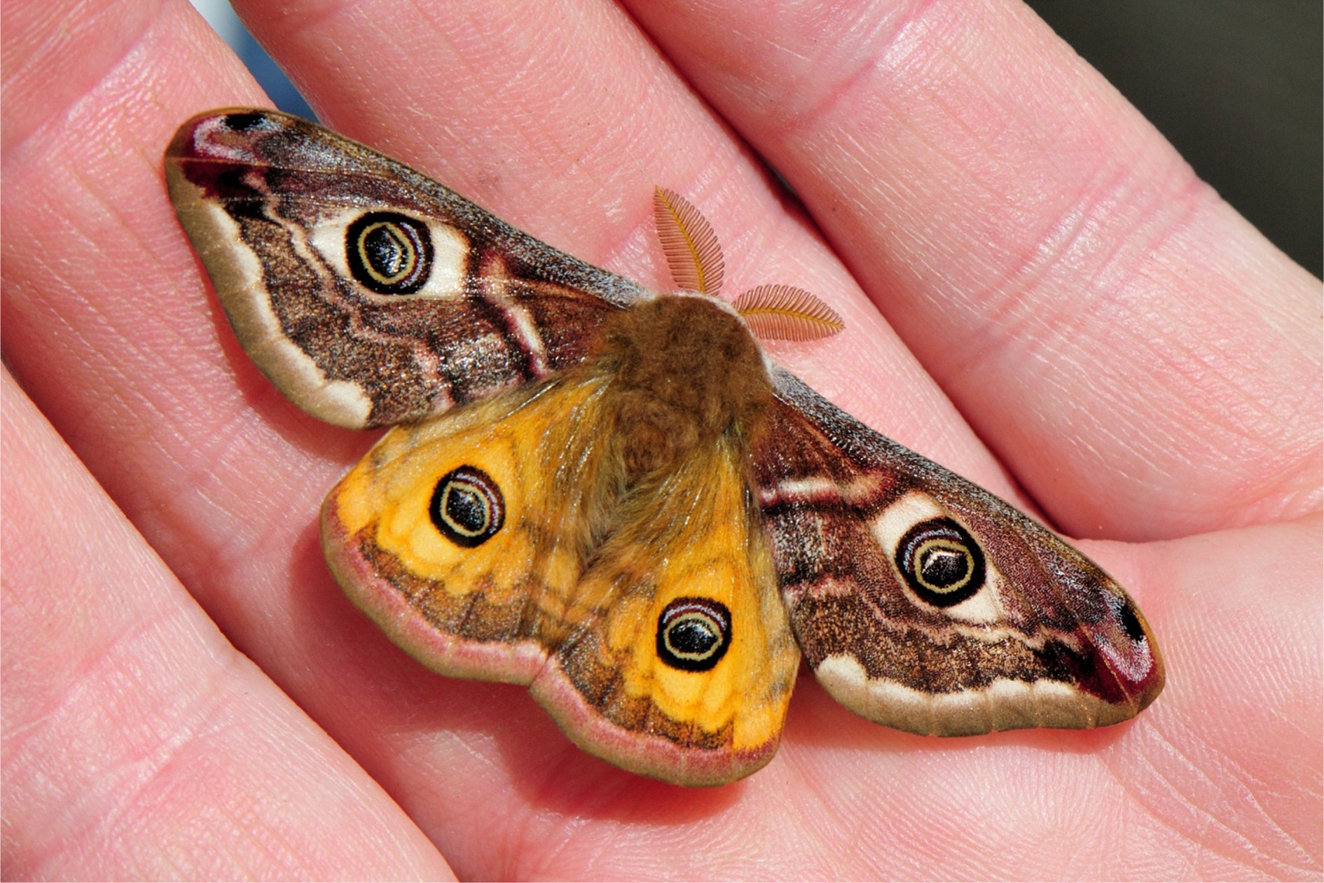 Saturnia pavonia