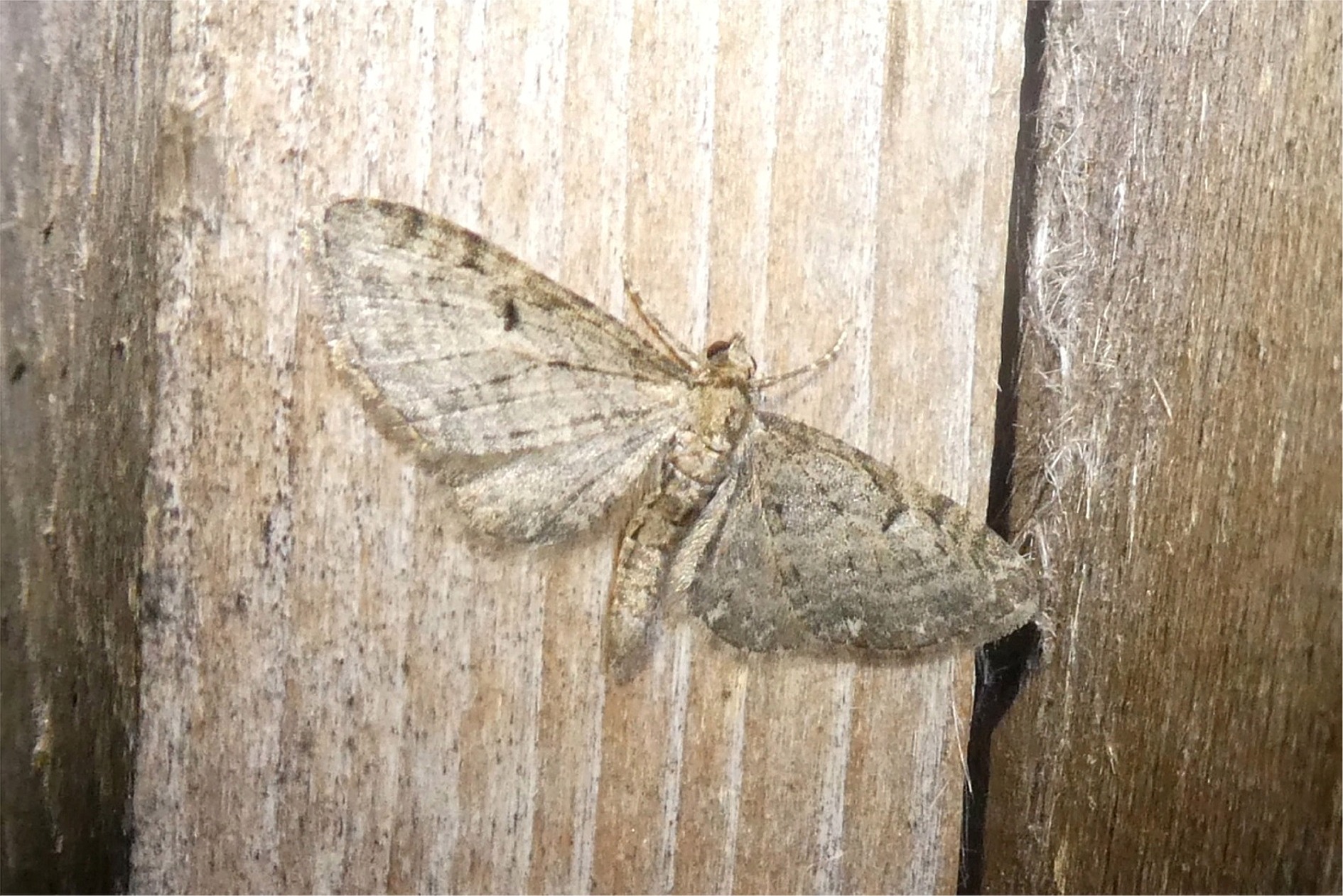 Eupithecia virgaureata