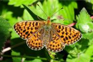 Boloria euphrosyne