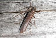 Calopus serraticornis