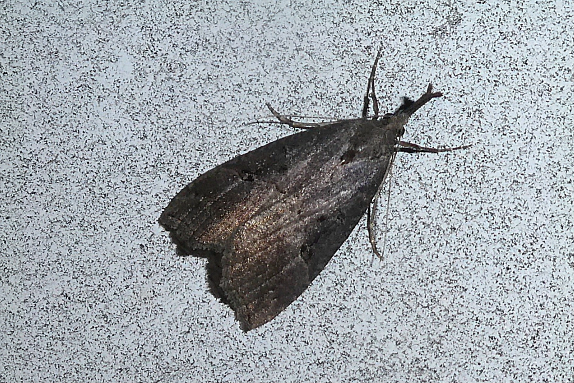 Hypena rostralis