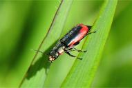 Malachius scutellaris