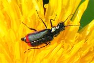 Malachius scutellaris