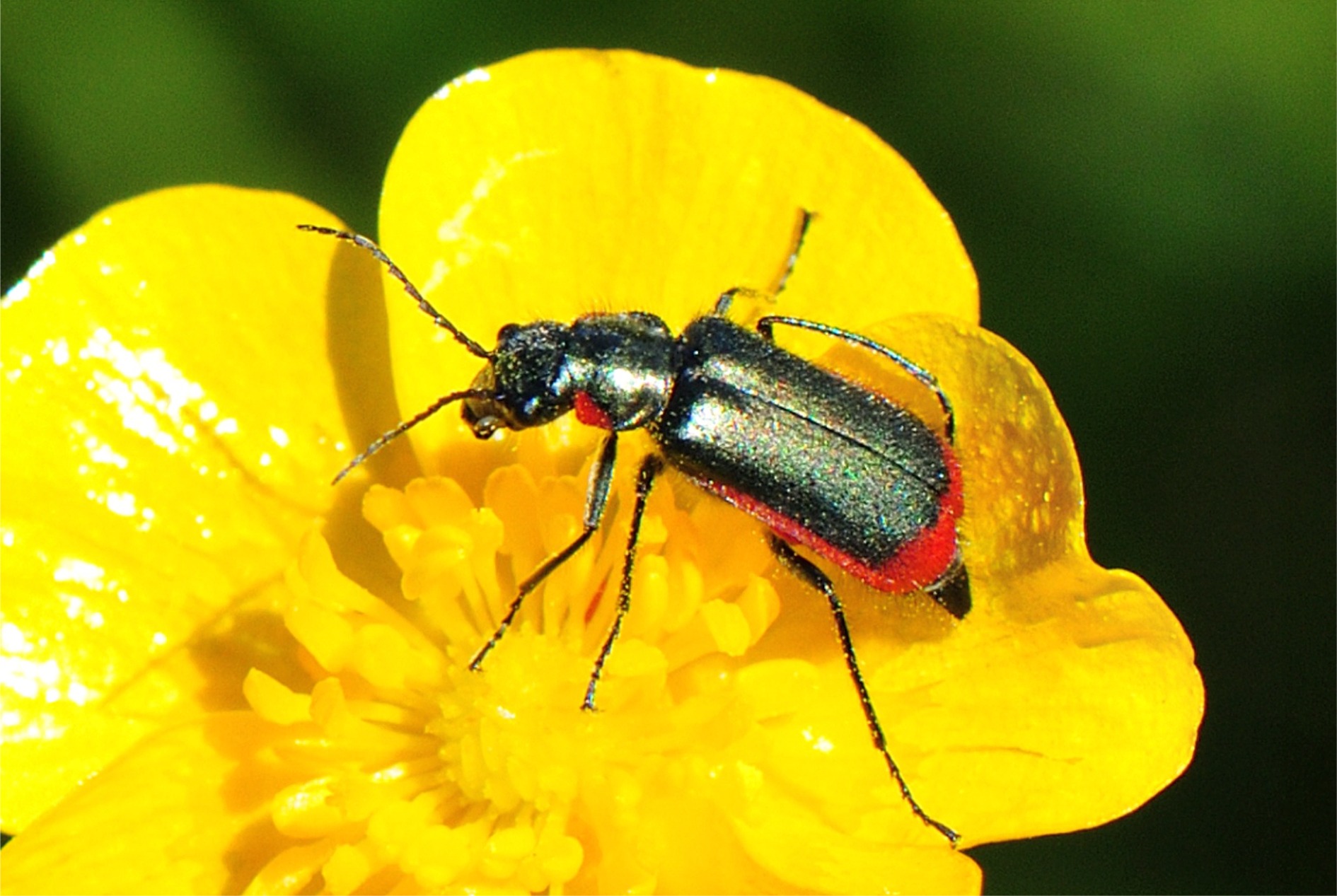 Malachius scutellaris