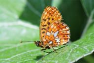 Boloria euphrosyne