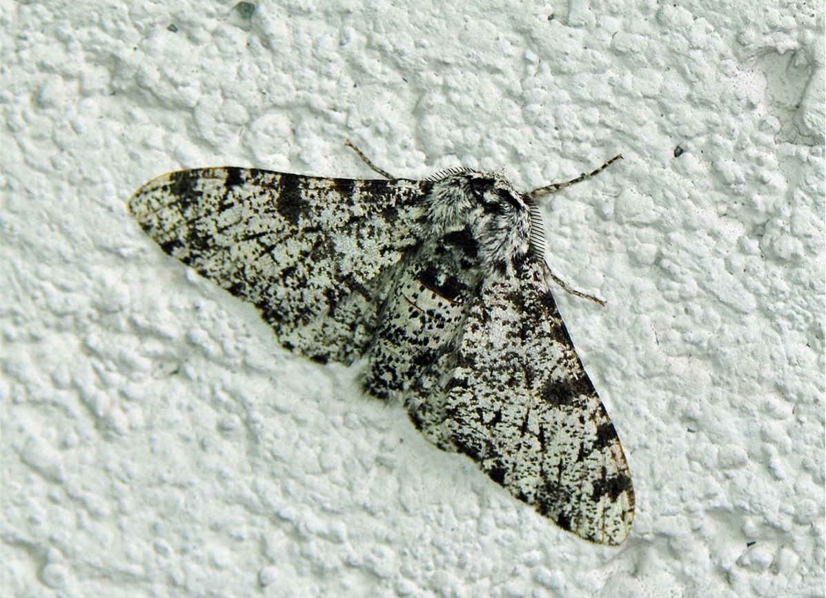 Biston betularia