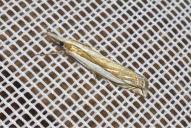 Crambus pascuella