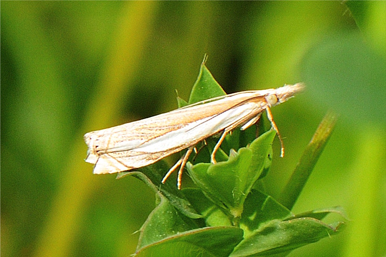 Crambus pascuella