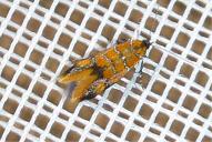 Promalactis procerella