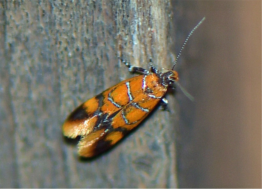 Promalactis procerella