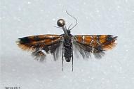 Promalactis procerella