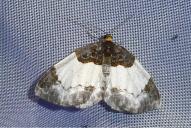 Mesoleuca albicillata