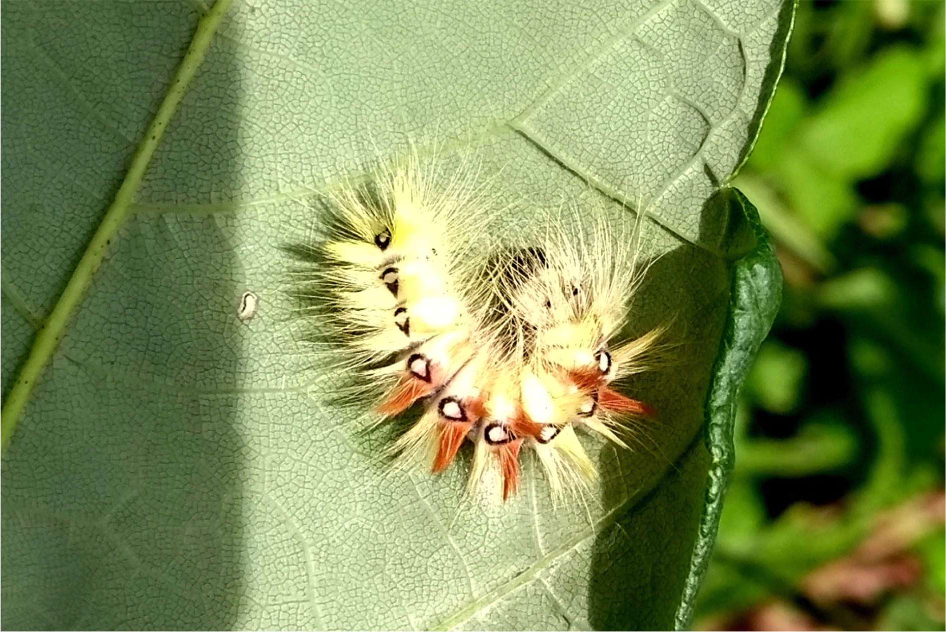 Acronicta aceris (Raupe)