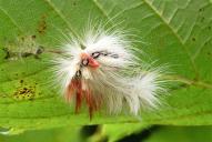 Acronicta aceris (Raupe)
