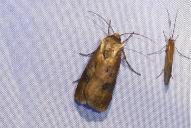 Agrotis clavis