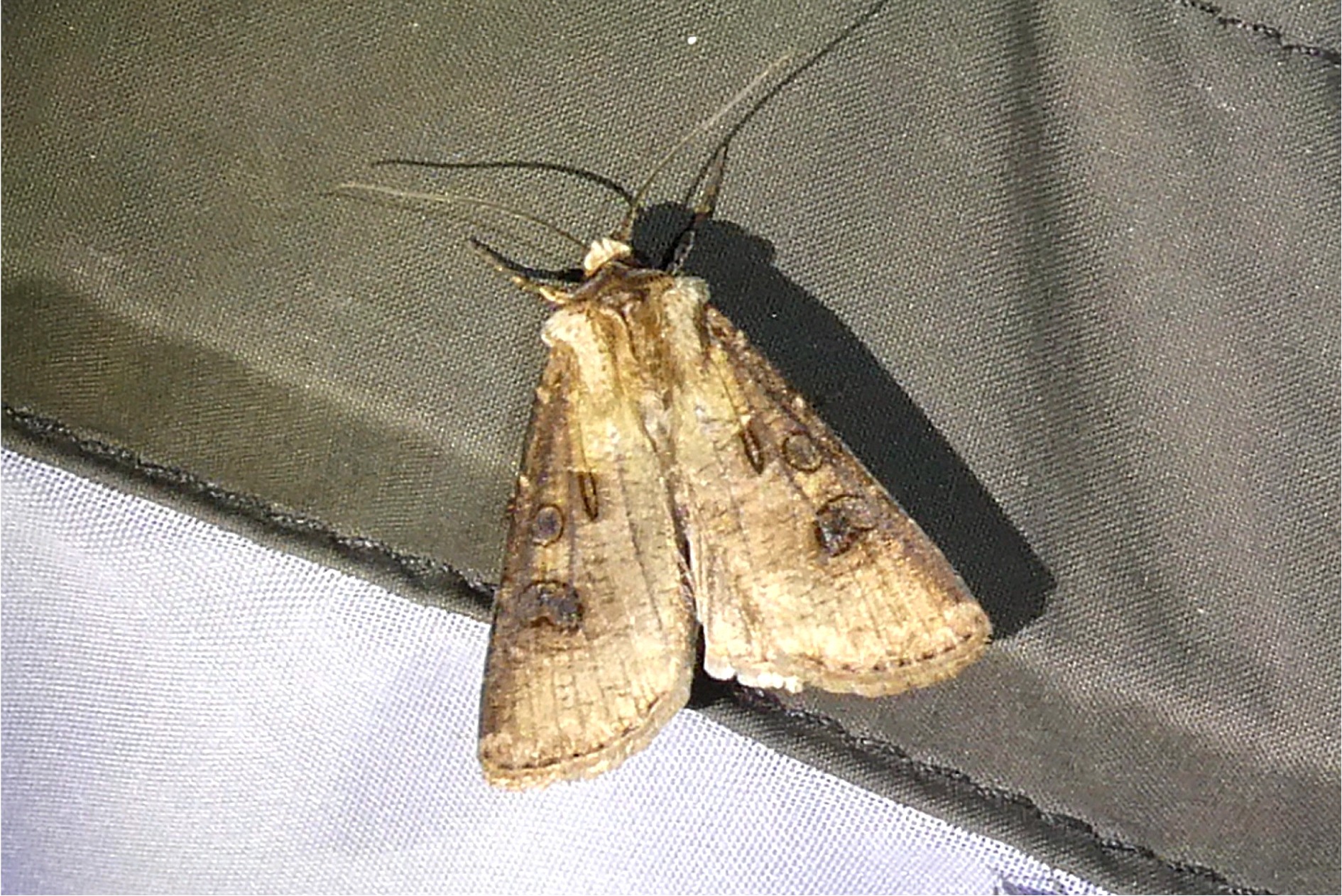 Agrotis clavis