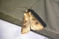 Agrotis clavis