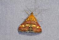 Pyrausta ostrinalis
