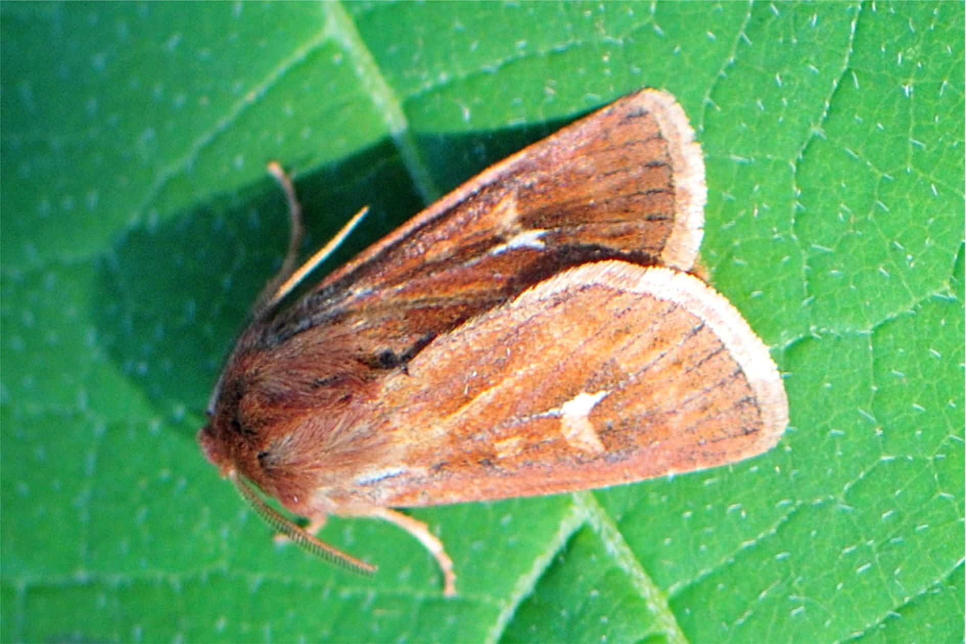 Cerapteryx graminis