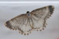 Charissa glaucinaria