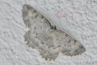 Charissa glaucinaria