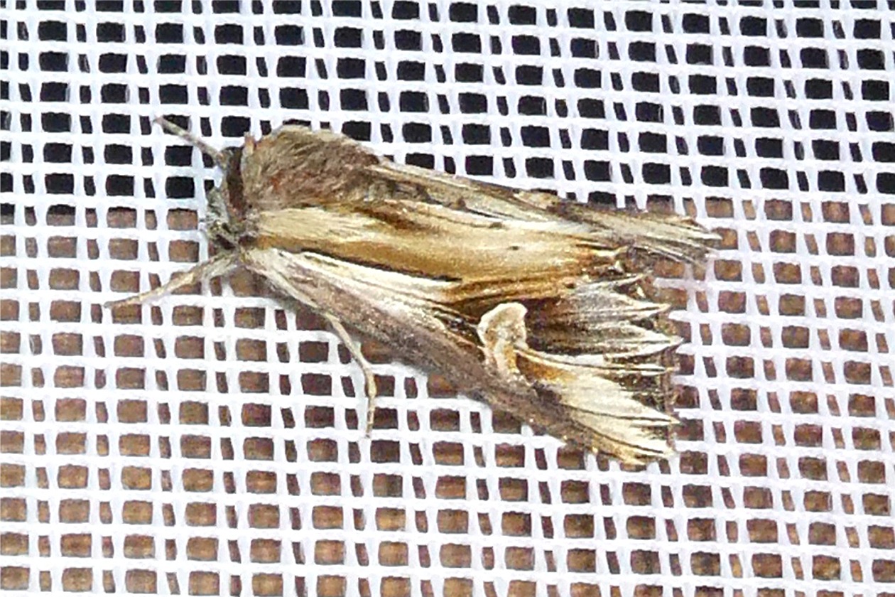 Actinotia polyodon