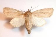 Nonagria typhae(präp.: G. Hufler)