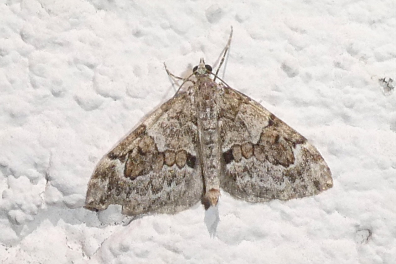 Thera juniperata