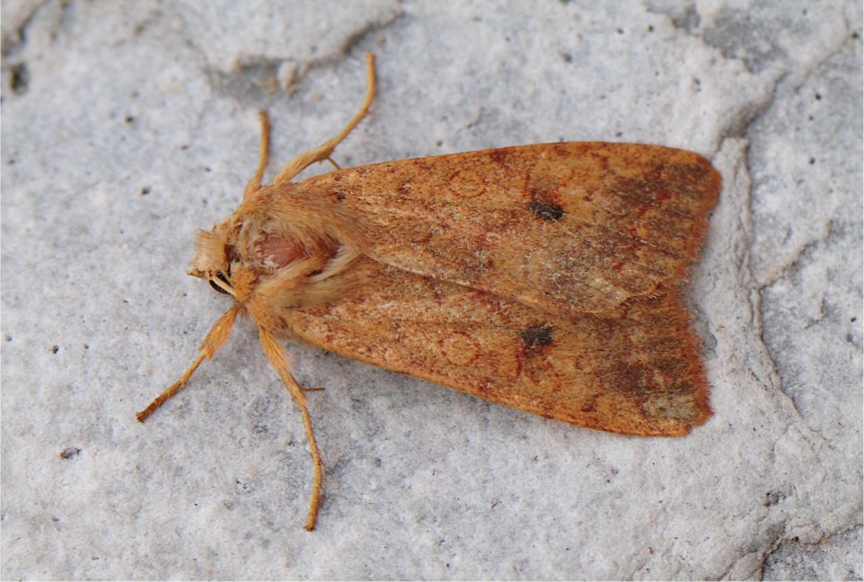 Sunira circellaris