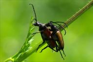Stictoleptura (Corymbia) rubra